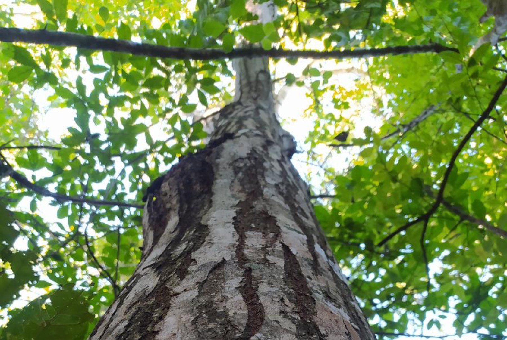 Cedro Rosado - Vista 3